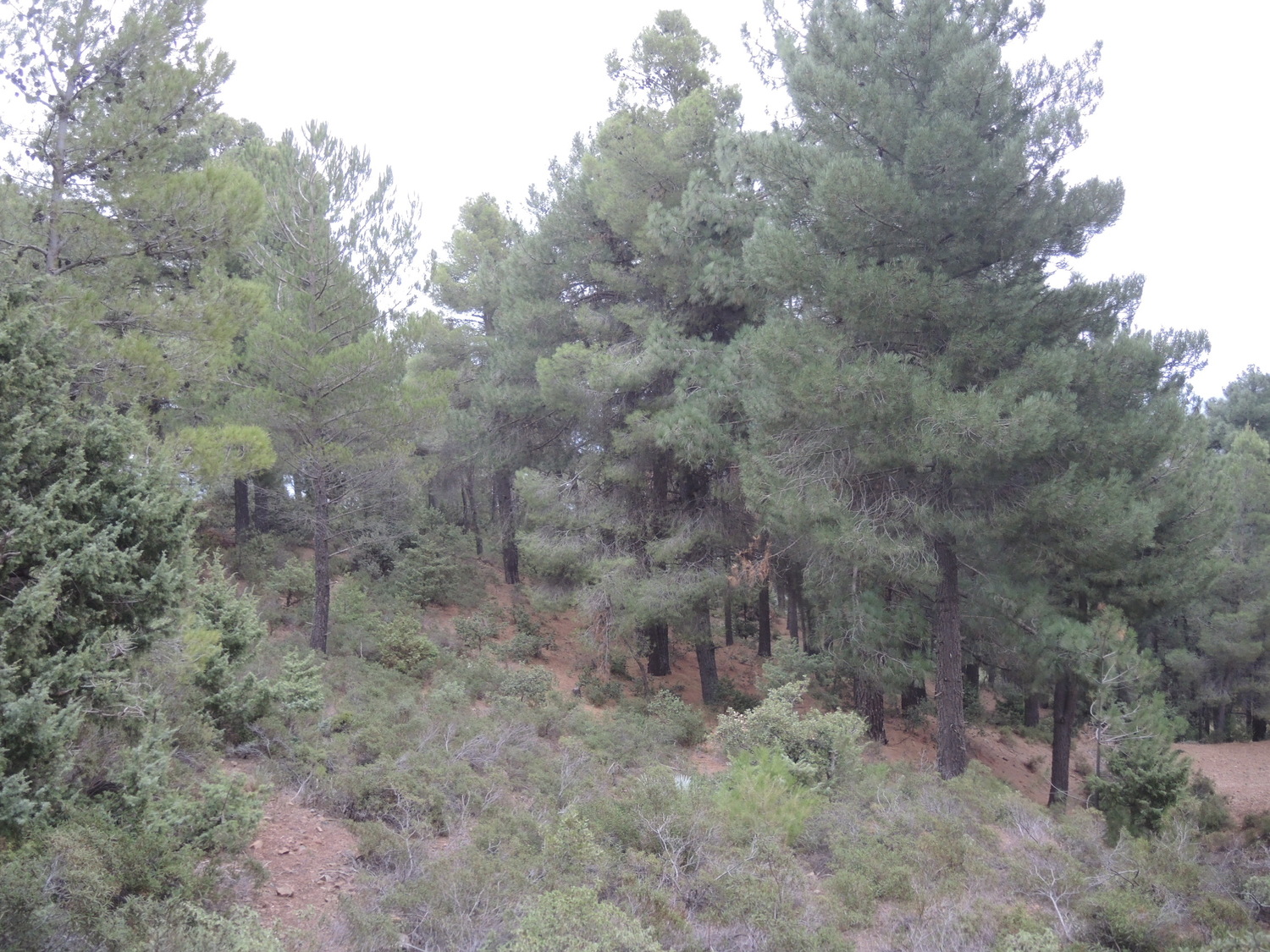 Toufliht forest