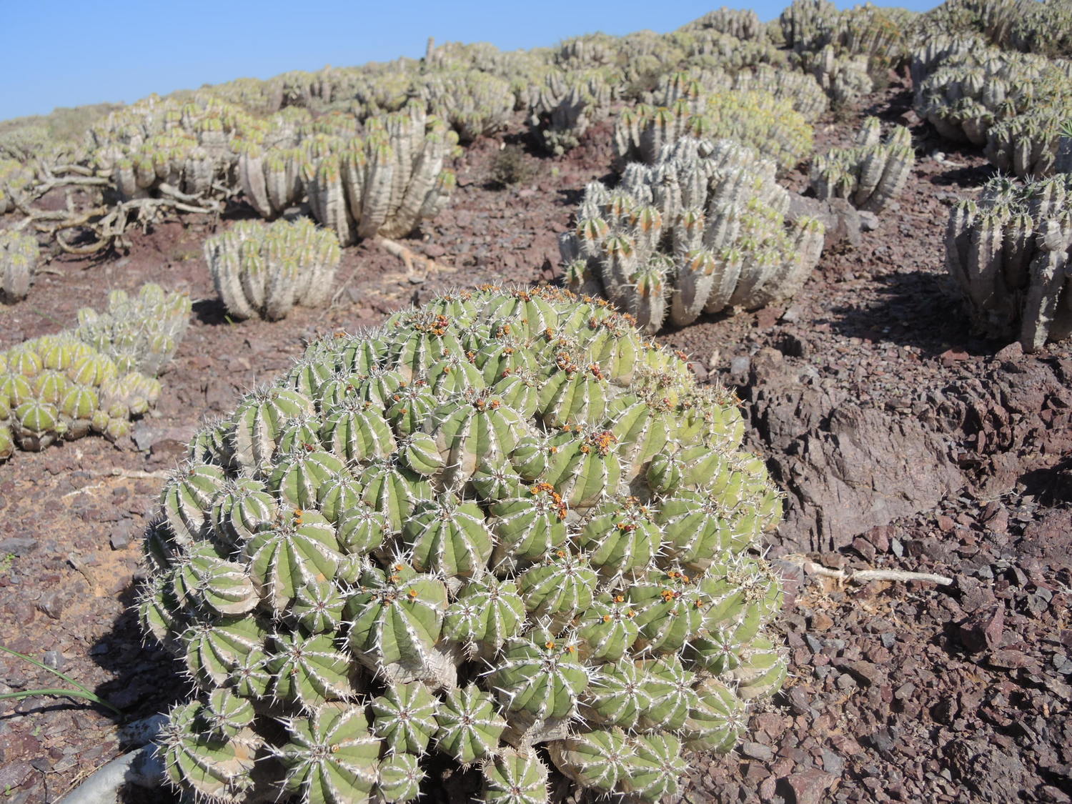 Flora near the Atlantic Ocean