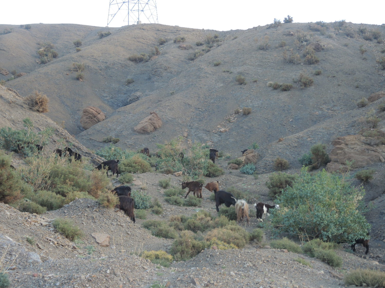 Goats in Atlas Mountains
