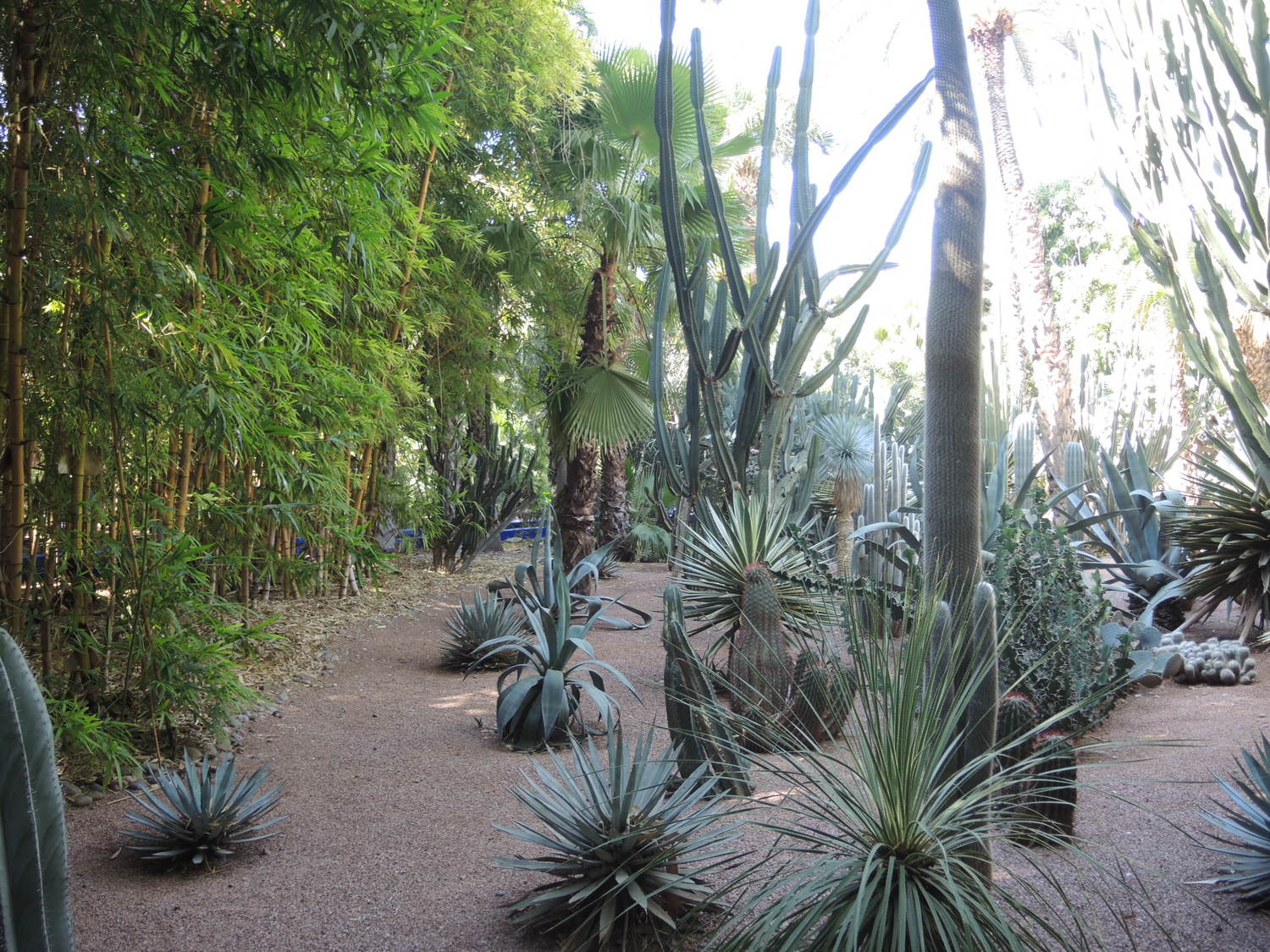 Majorelle botanical garden in Marrakech