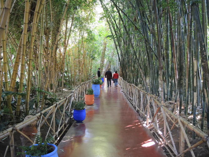 Beautiful flora in Majorelle botanical garden
