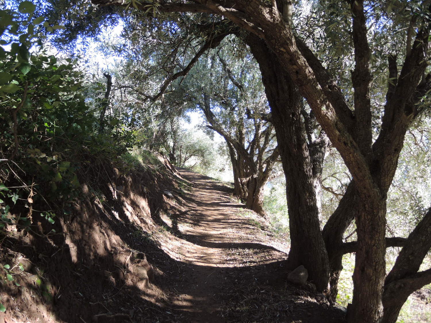 Beautiful pine trees in the Atlas Mountains