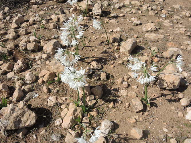 Blossoming desert near Tiznit