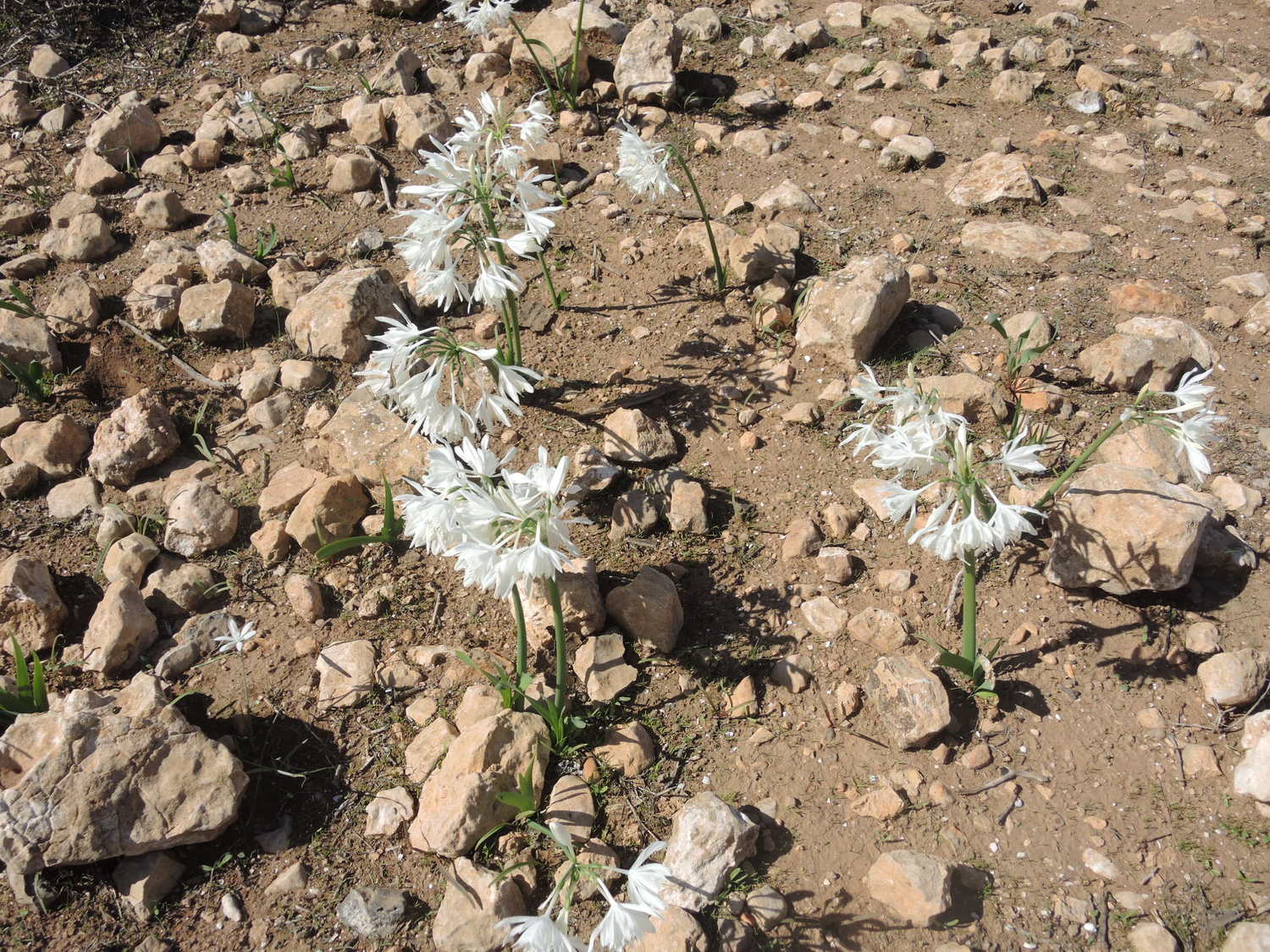 Blossoming desert near Tiznit