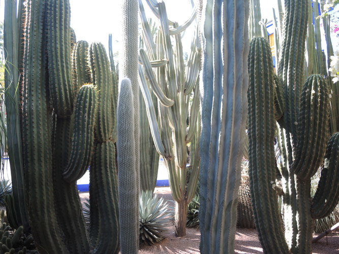 Majorelle botanical garden