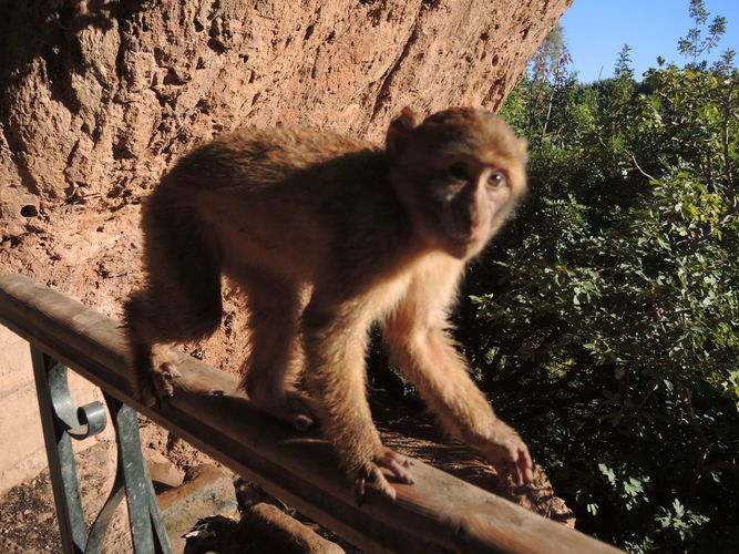 Monkeys near the Ouzoud waterfalls