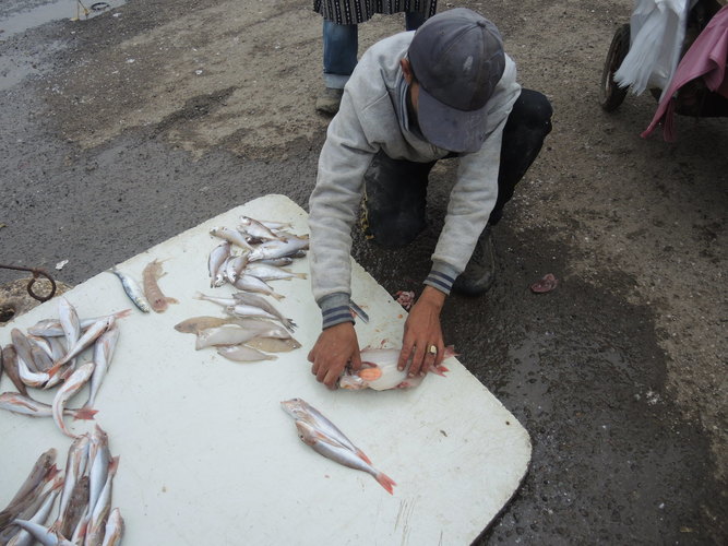 Fish cleaning in the market