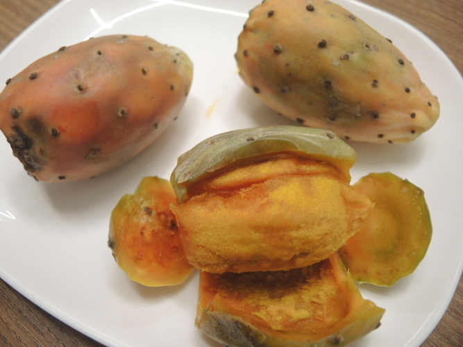 Opuntia cactus fruit in Morocco