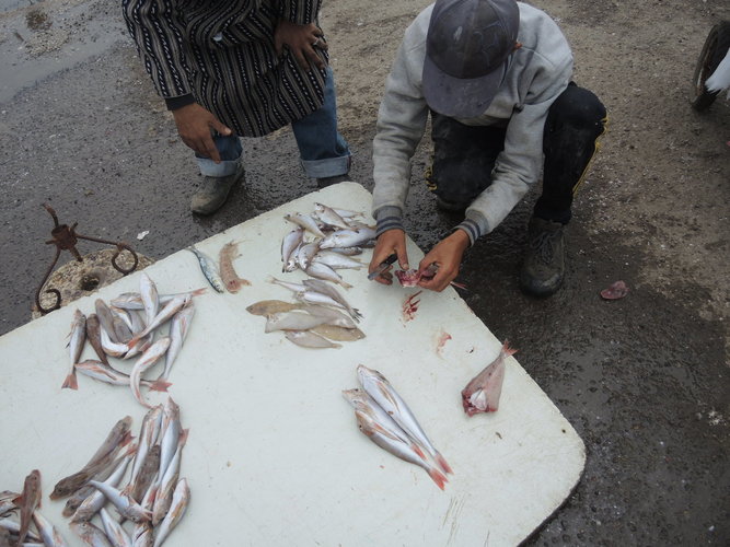 Cleaning fish in Essaouira market