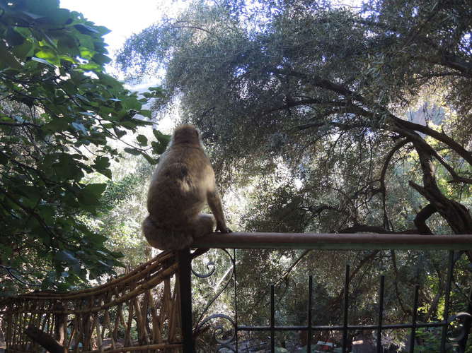 Wild but socializing monkeys in the Atlas Mountains