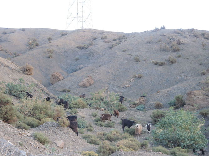 Wild goats in the Atlas Mountains