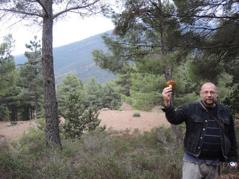 Mushrooms in the forest of the Atlas Mountains