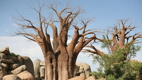 Bioparc_Valencia