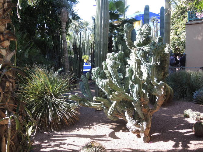 Plants of Majorelle botanical garden in Marrakech
