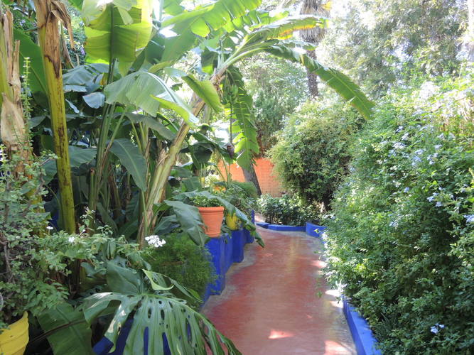 Greenery of Majorelle botanical garden in Marrakech