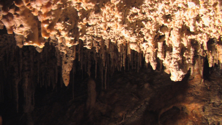 Corals in Demanovo cave