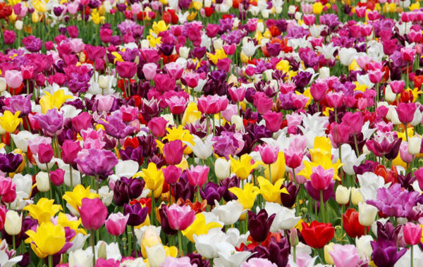 The Messer Tulipano in Turin