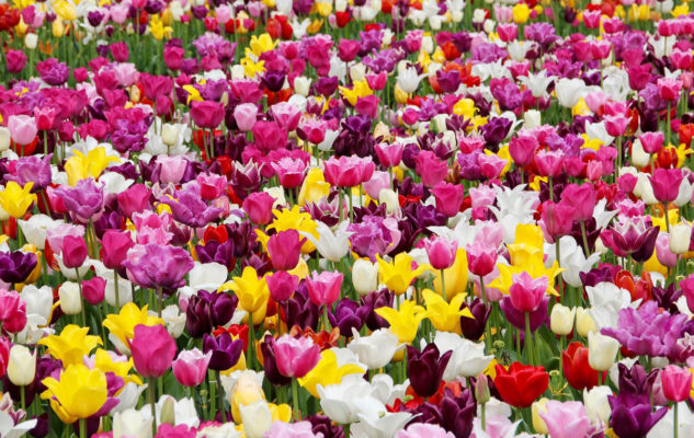tulipani