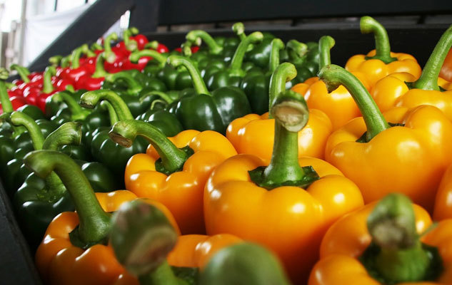 The pepper festival