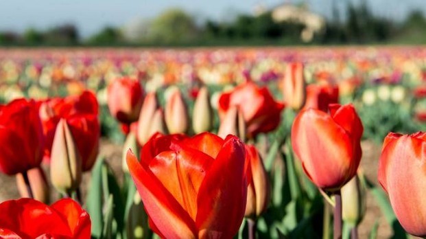 Tulip_flowering_festival