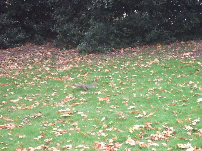 12_It_is_possible_to_see_squirrels_in_Hyde_Park