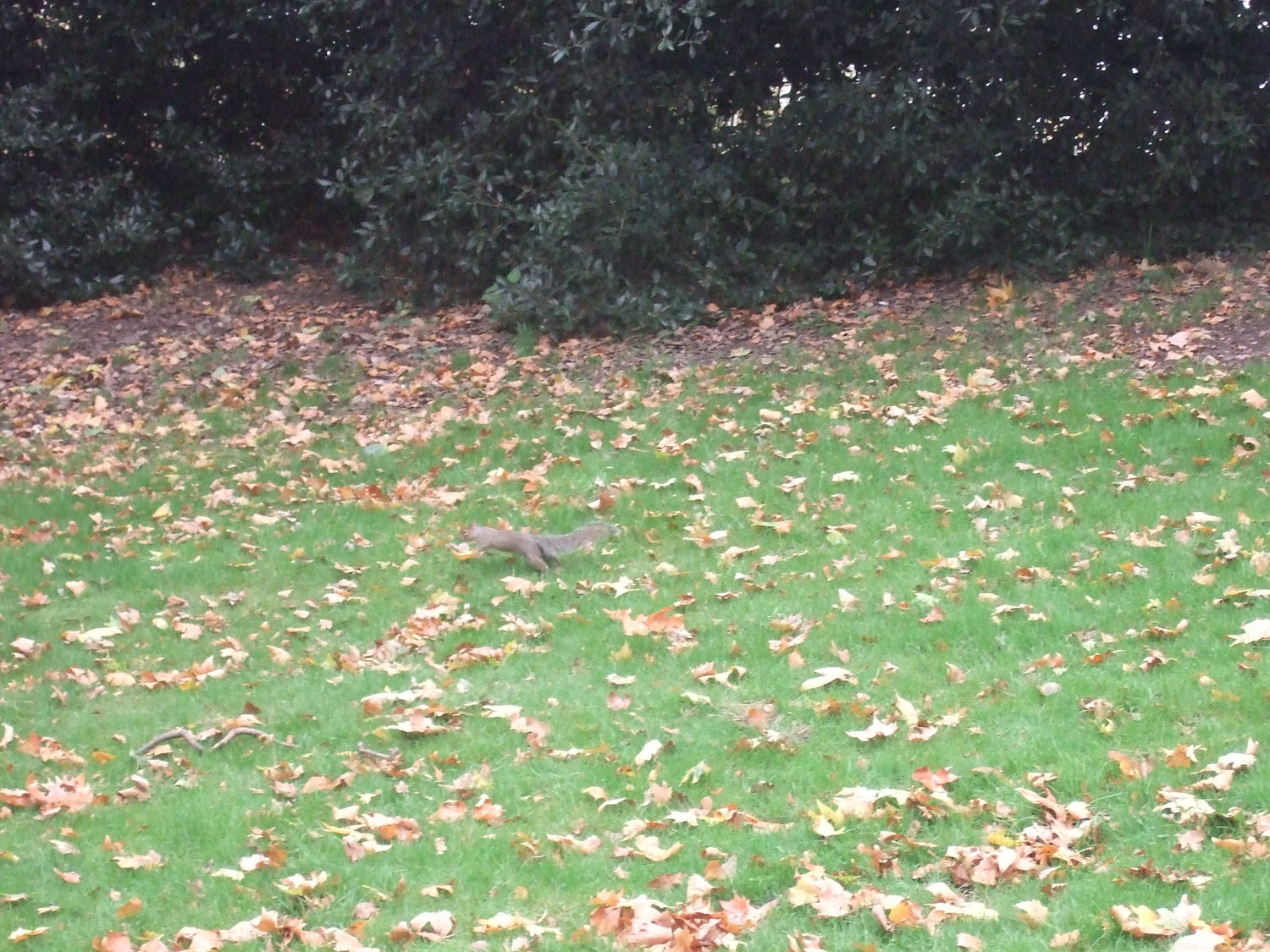 12_It_is_possible_to_see_squirrels_in_Hyde_Park