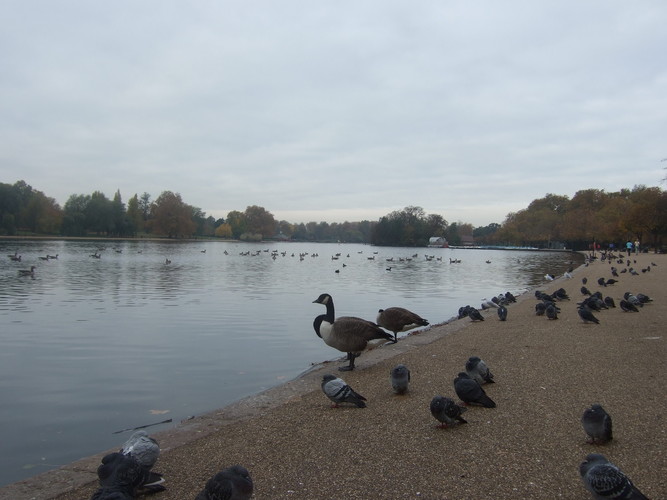 13_Ponds_of_Hyde_Park