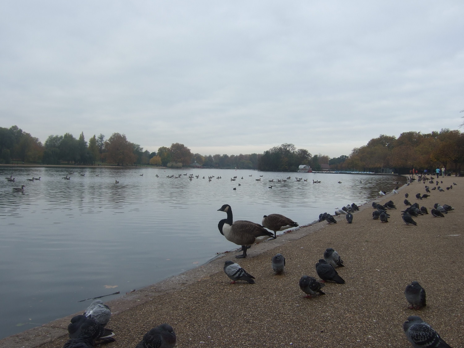13_Ponds_of_Hyde_Park