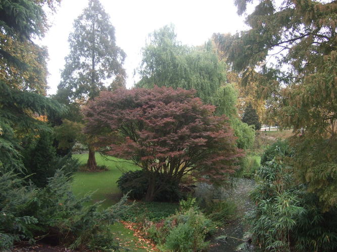14_Hyde_Park_jungle