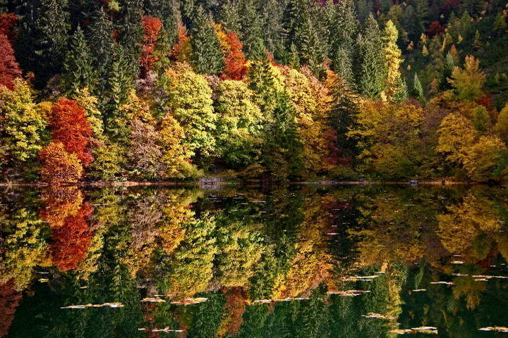 Autumn_forests_in_Trentino_in_Val_di_Cambria
