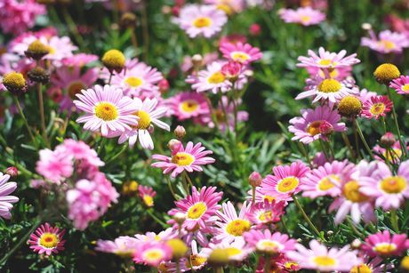Flower-show_un_Umbria