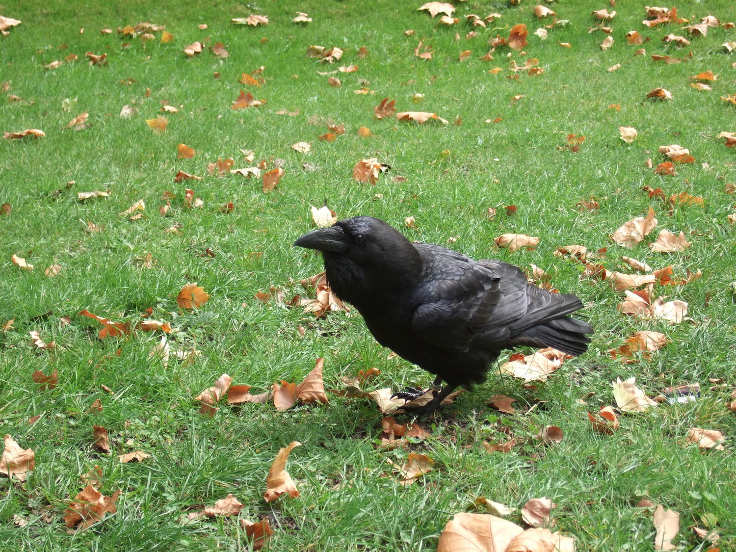 25_The_famous_Tower_ravens___custodians_of_the_Royal_Dynasty