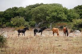 Park_of_Gara
