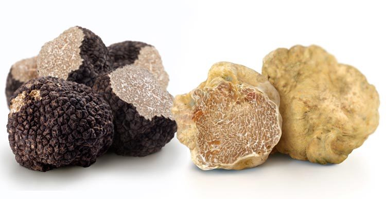 Molise_truffle