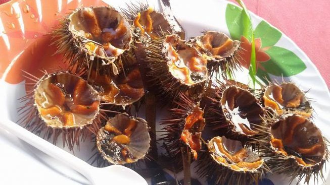 sea_urchins