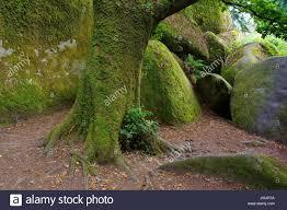 Foresta_di_Huelgoat