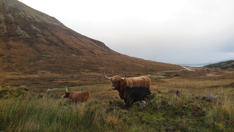 Scotland by car. Long-haired Scottish cattle