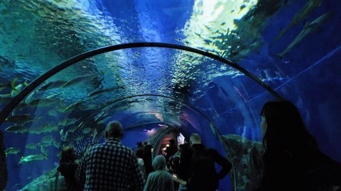 Den Blå Planet  in Copenhagen - Aquarium