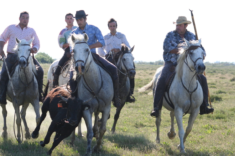 Camargue guardians 