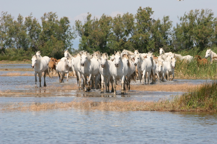 horses of Camargue