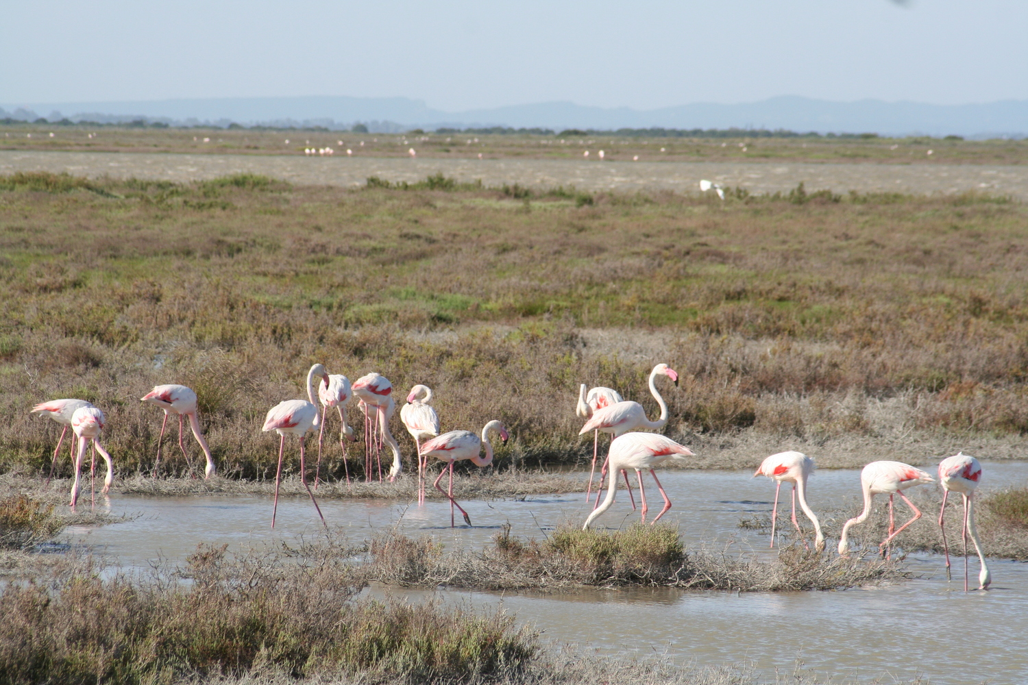 Flamingos of Camargue
