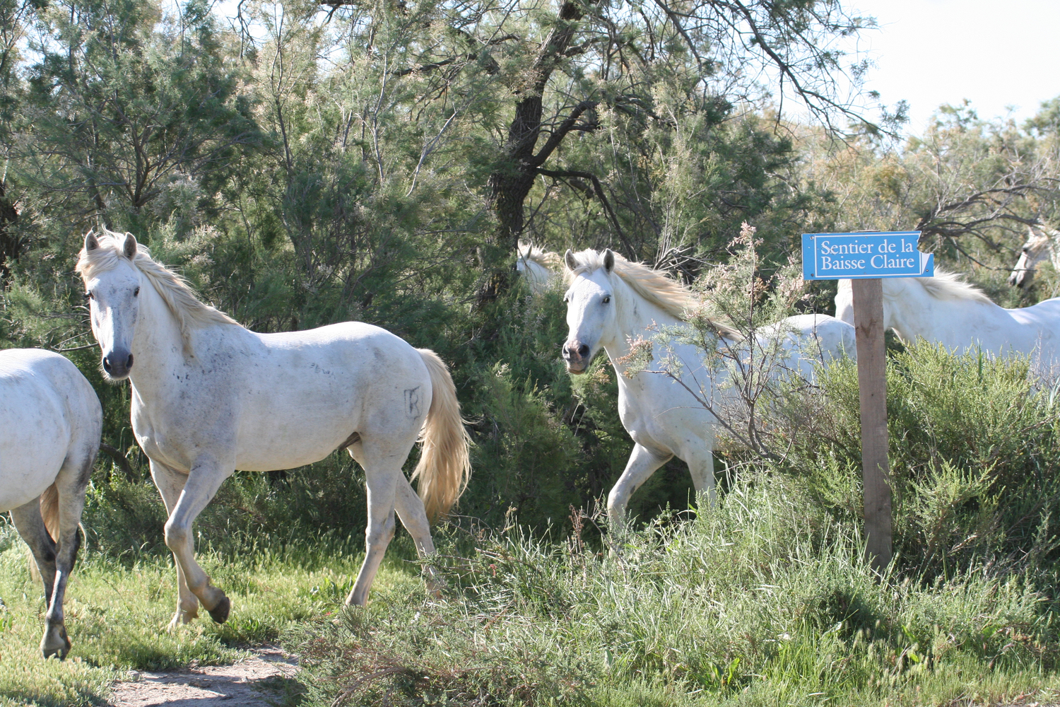 Horses of Camargue