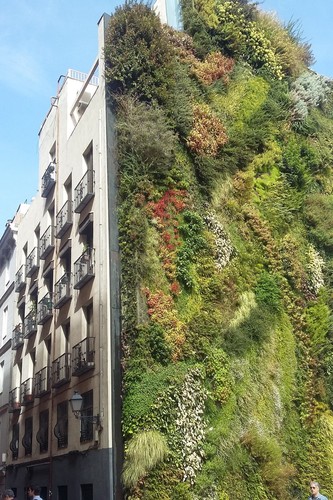 Plant wall