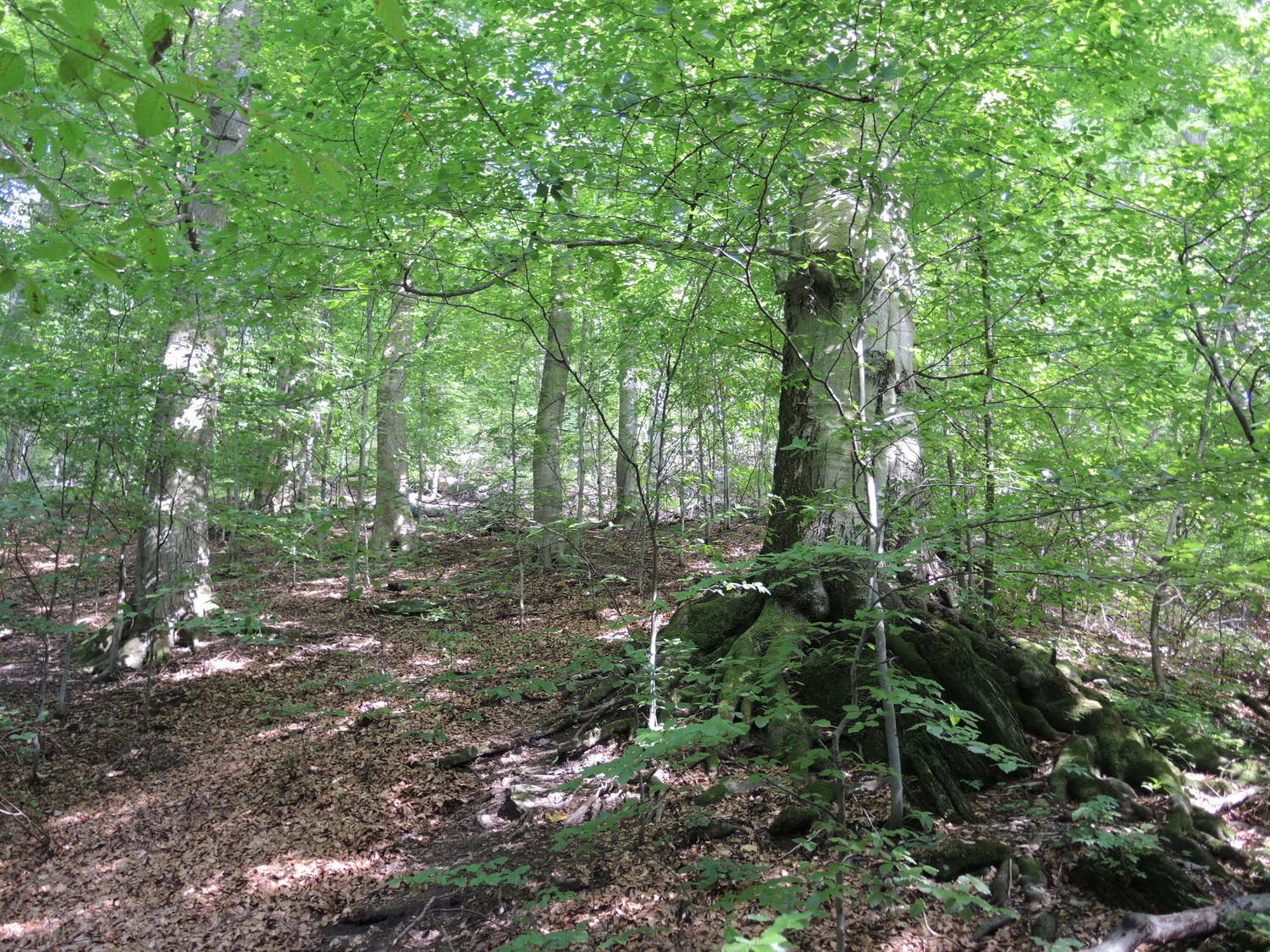 Trip to Hungary. Beech park