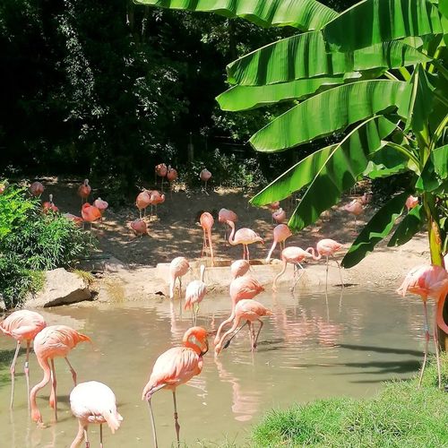 Beautiful flamingos at Parco Natura Viva