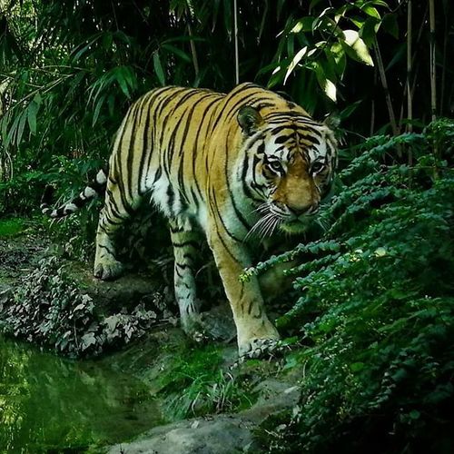 Majestic tiger at Parco Natura Viva