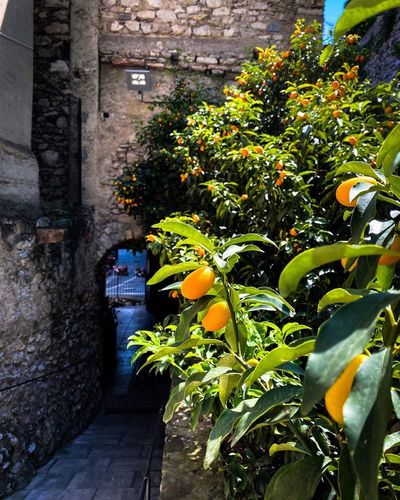 Limonaia del Castel, Limone sul Garda
