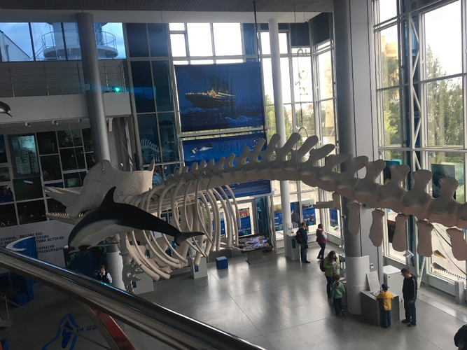 Skeleton_of_cachalot_in_museum