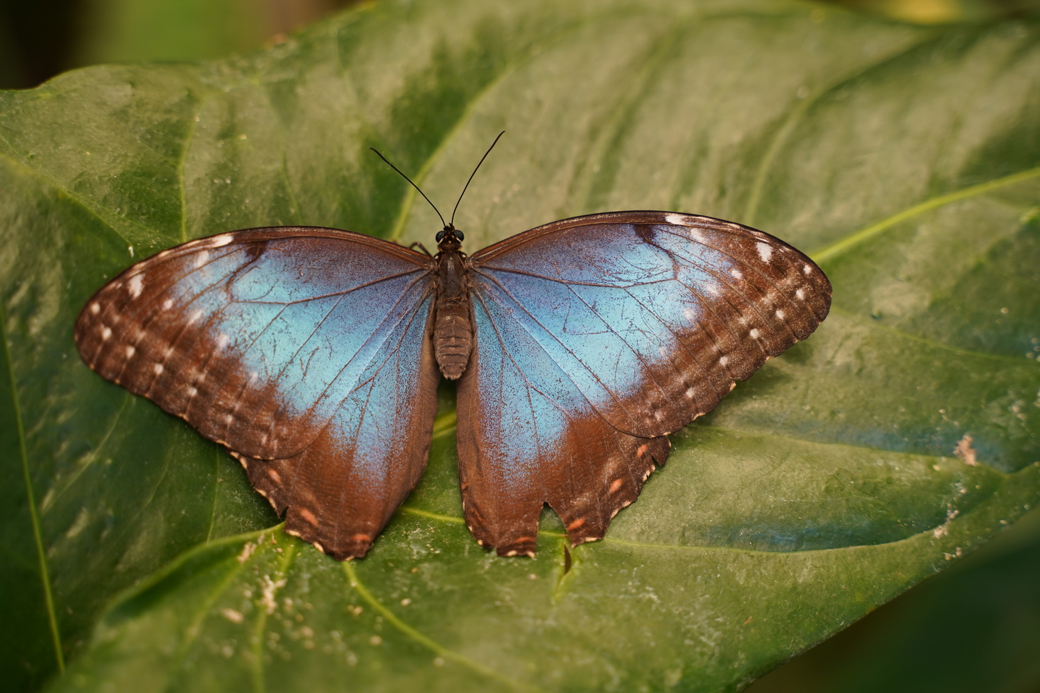 butterfly museum in tenerife