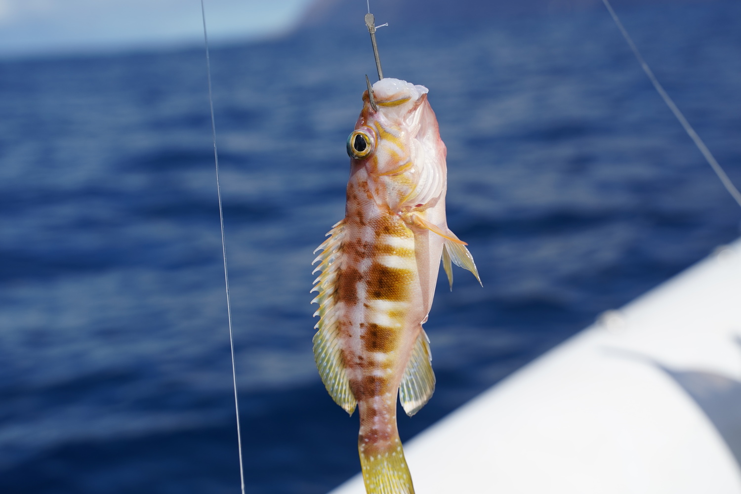 fishing in tenerife